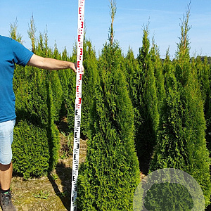 Thuja occ. 'Smaragd' 180-200 cm met kluit