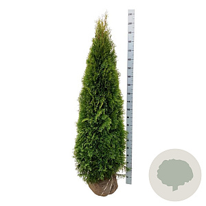 Thuja occ. 'Smaragd' 180-200 cm met kluit