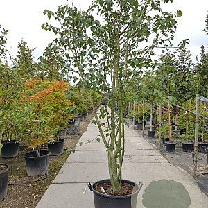 Acer davidii 350-400 cm container meerstammig