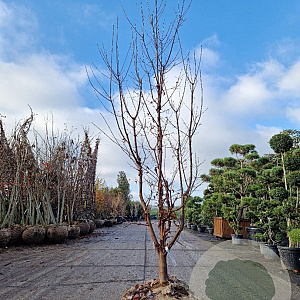 Acer griseum 250-300 cm draadkluit