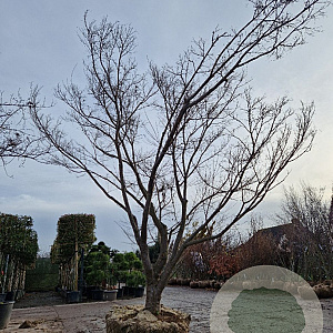 Acer palmatum 350-400 cm draadkluit solitair meerstammig