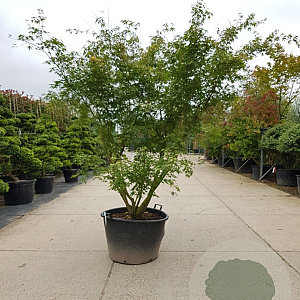 Acer palmatum 250-300 cm container meerstammig Bladkleur