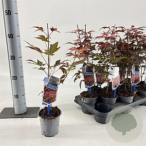 Acer pal. 'Atropurpureum' 25-30 cm P10,5