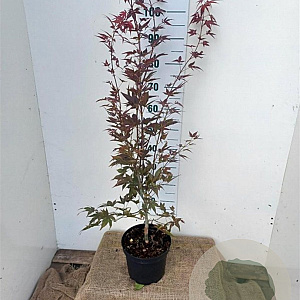 Acer pal. 'Atropurpureum' 80-100 cm 7,5L