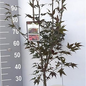 Acer pal. 'Atropurpureum' 80-100 cm 7,5L