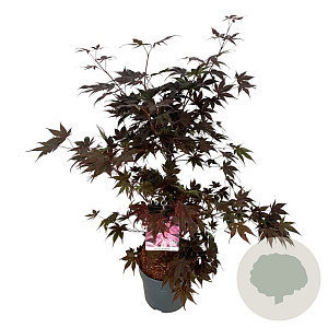 Acer pal. 'Bloodgood' 60-80 cm 10L