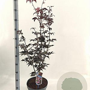 Acer pal. 'Bloodgood' 60-80 cm 10L