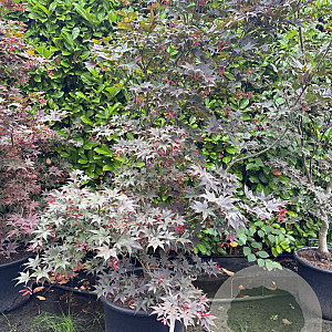 Acer pal. 'Bloodgood' 125-150 cm container meerstammig