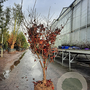 Acer pal. 'Bloodgood' 150-175 cm draadkluit meerstammig
