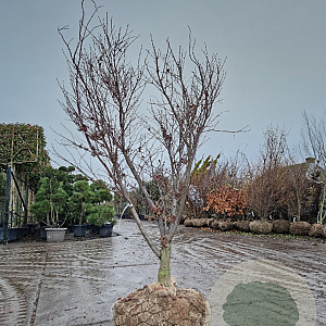Acer pal. 'Bloodgood' 175-200 cm draadkluit meerstammig lage bol