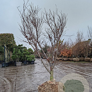 Acer pal. 'Bloodgood' 175-200 cm draadkluit meerstammig lage bol