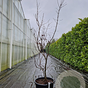 Acer pal. 'Bloodgood' 175-200 cm container meerstammig