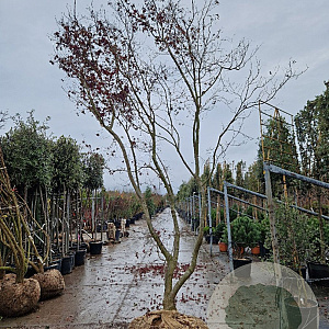 Acer pal. 'Bloodgood' 450-500 cm draadkluit solitair 4 X verplant
