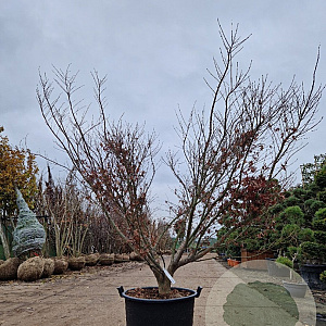 Acer pal. 'Bloodgood' 200-250 cm draadkluit meerstammig extra