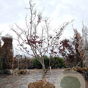 Acer pal. 'Bloodgood' 200-250 cm draadkluit meerstammig