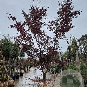Acer pal. 'Bloodgood' 350-400 cm draadkluit meerstammig
