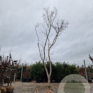 Acer pal. 'Bloodgood' 350-400 cm draadkluit solitair 3-5 tak