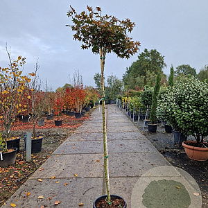 Acer pal. 'Bloodgood' 180 cm stam container 6-8