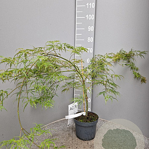 Acer pal. 'Dissectum' 40-50 cm 4,0L