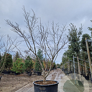 Acer pal. 'Fireglow' 200-250 cm container meerstammig solitair