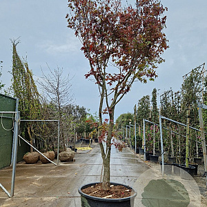 Acer pal. 'Fireglow' 300-350 cm container solitair meerstammig