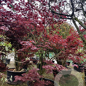 Acer pal. 'Fireglow' 300-350 cm container solitair meerstammig