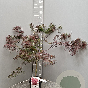 Acer pal. 'Garnet' 40-50 cm 4,0L