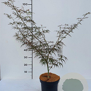 Acer pal. 'Garnet' 40-50 cm 4,0L