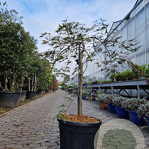 Acer pal. 'Garnet' 70 cm stam container kroon 125-150