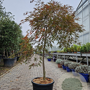 Acer pal. 'Garnet' 100 cm stam container kroon 100-125