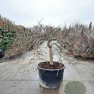 Acer pal. 'Garnet' 70 cm stam container kroon 150-200