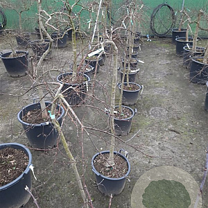 Acer pal. 'Inaba-shidare' 100 cm stam container kroon 80-100