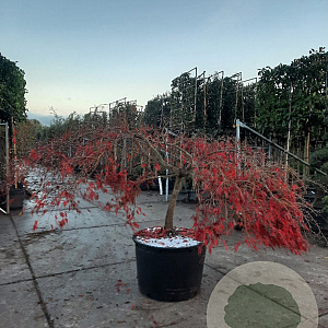 Acer pal. 'Inaba-shidare' 70 cm stam container kroon 150-200