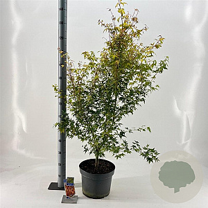 Acer pal. 'Katsura' 60-70 cm 10L