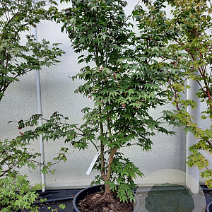 Acer pal. 'Osakazuki' 125-150 cm container meerstammig