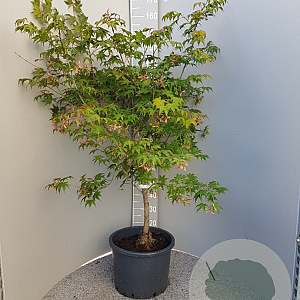 Acer pal. 'Osakazuki' 125-150 cm container meerstammig