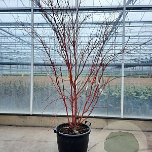 Acer pal. 'Sangokaku' 175-200 cm container meerstammig