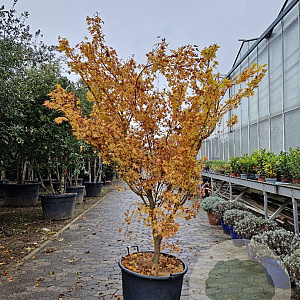 Acer pal. 'Sangokaku' 175-200 cm container meerstammig