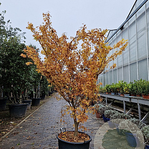 Acer pal. 'Sangokaku' 175-200 cm container meerstammig