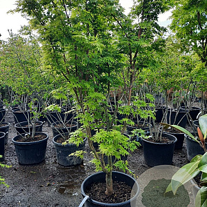 Acer pal. 'Sangokaku' 200-250 cm container meerstammig extra