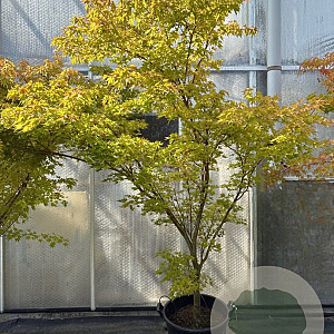 Acer pal. 'Sangokaku' 200-250 cm 45L meerstammig solitair