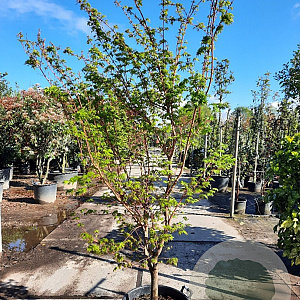 Acer pal. 'Sangokaku' 200-250 cm 45L meerstammig solitair