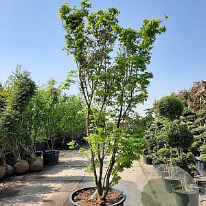 Acer pal. 'Sangokaku' 350-400 cm container meerstammig