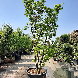 Acer pal. 'Sangokaku' 350-400 cm container meerstammig