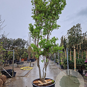 Acer pal. 'Sangokaku' 350-400 cm container meerstammig