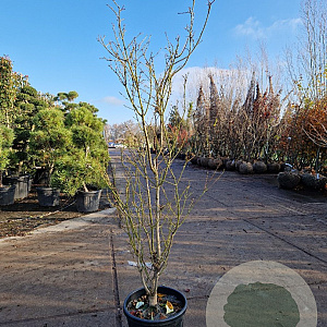 Acer pal. 'Summer Gold' 125-150 cm 20L