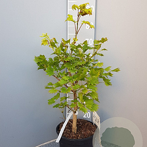 Acer shirasawanum 'Aureum' 40-50 cm 6L
