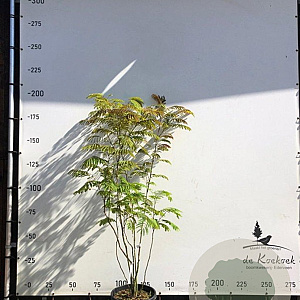 Albizia julibrissin 175-200 cm container meerstammig