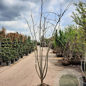 Albizia julibrissin 200-250 cm container struik solitair