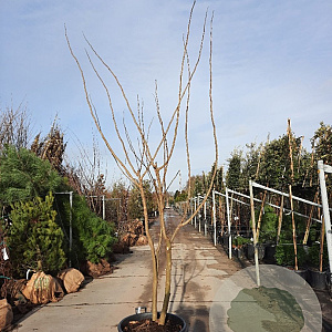 Albizia julibrissin 350-400 cm container meerstammig
